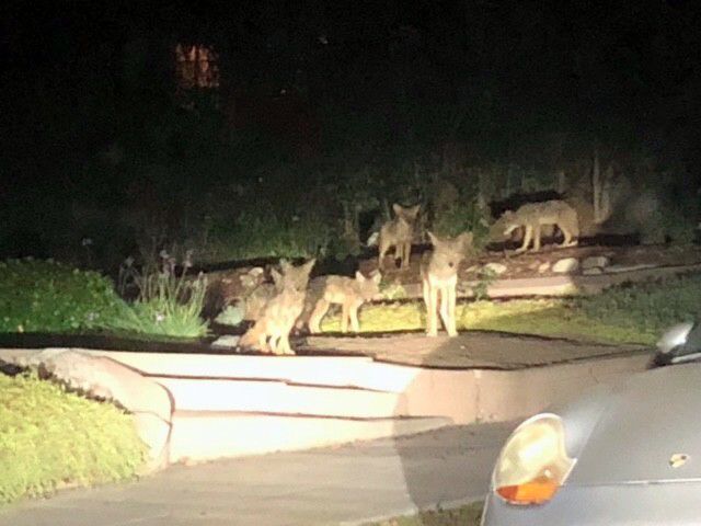 Coyote pack on Kensington in Angeleno Heights